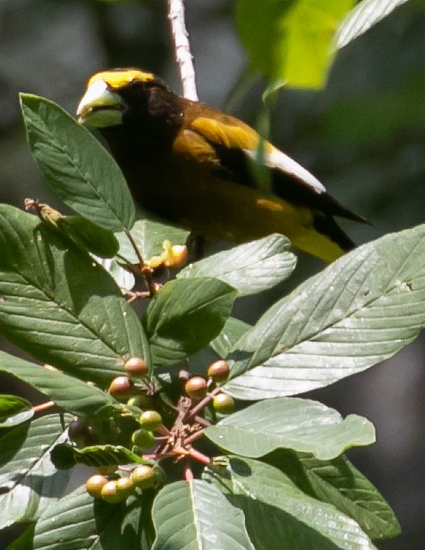 Evening Grosbeak - ML621853320