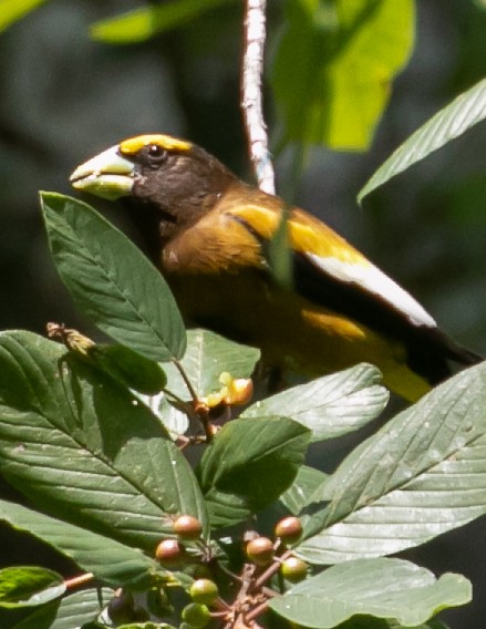 Evening Grosbeak - ML621853321