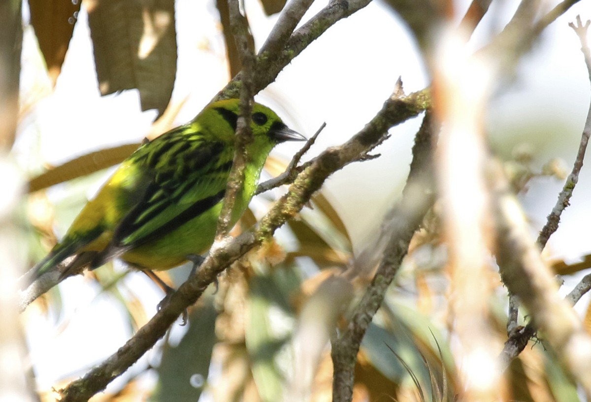 Emerald Tanager - ML621853338