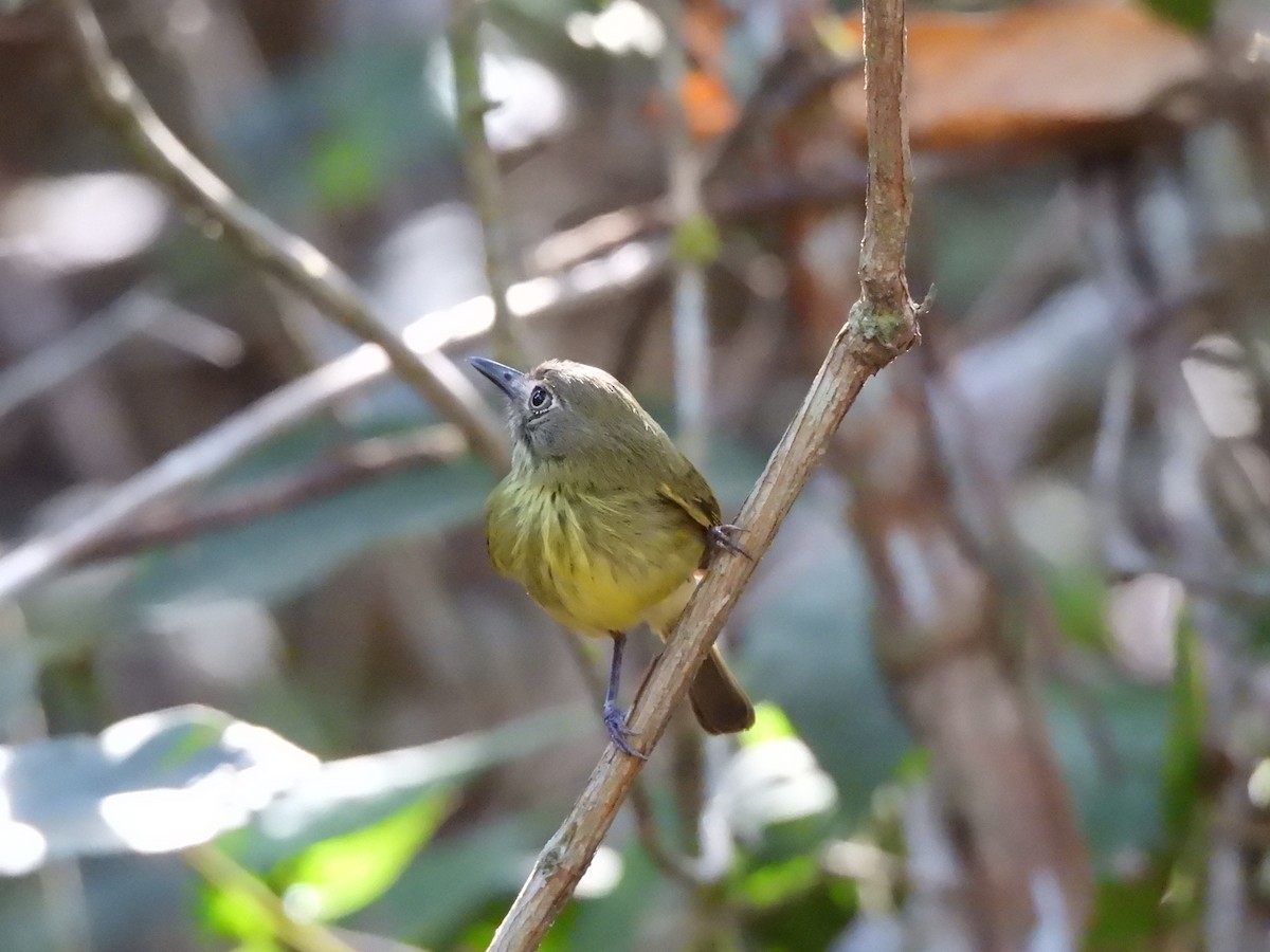 Stripe-necked Tody-Tyrant - Iza Alencar