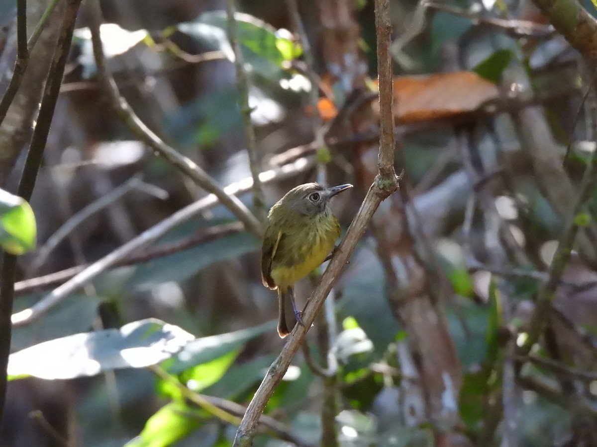 Stripe-necked Tody-Tyrant - ML621853394