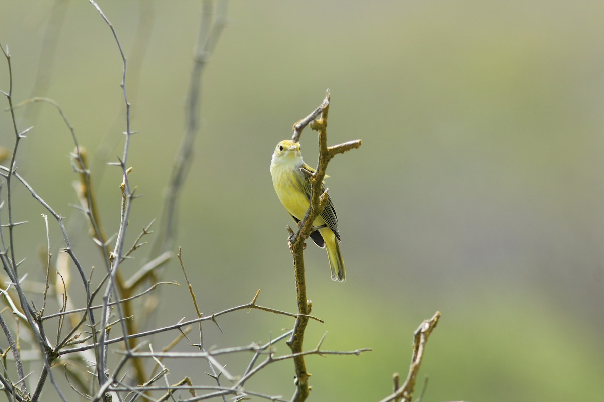 Paruline jaune - ML621853461