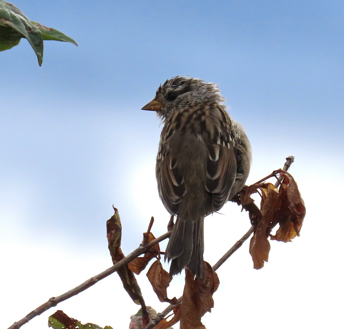 White-crowned Sparrow - ML621853467