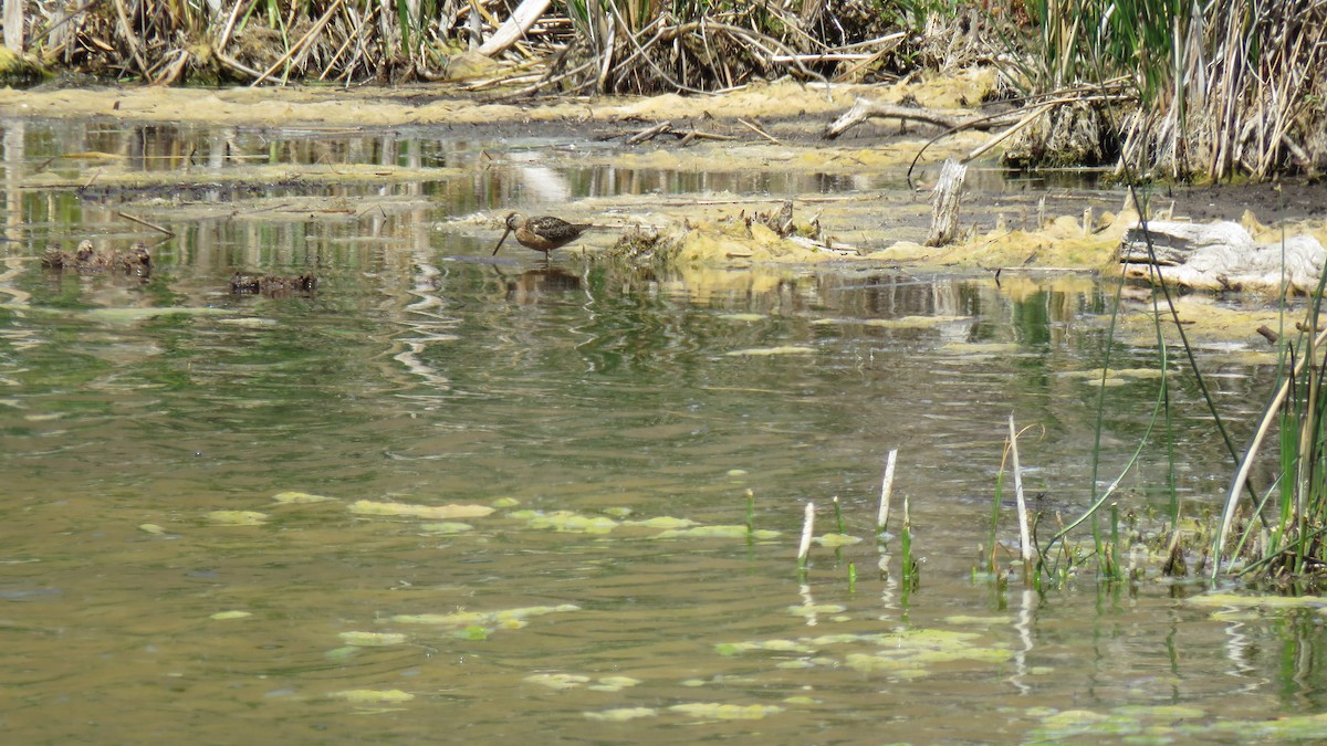 Long-billed Dowitcher - ML621853471