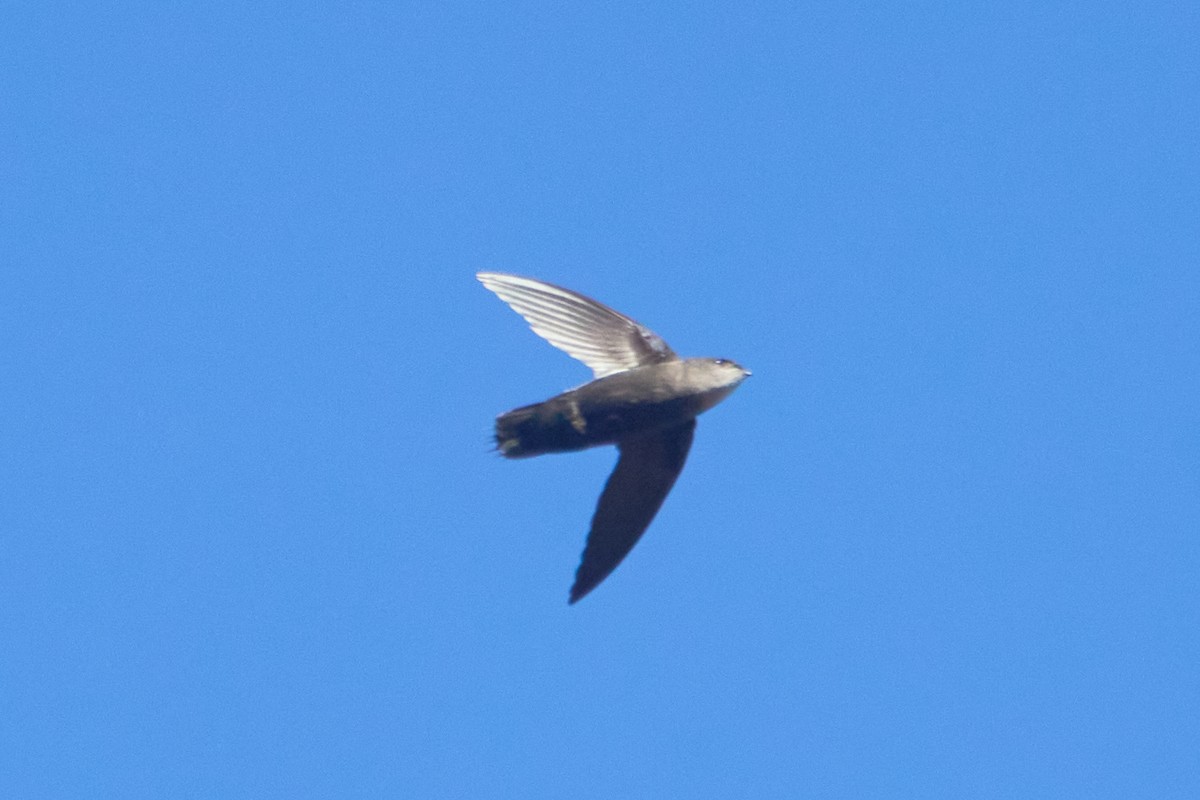 Pale-rumped Swift - ML621853472