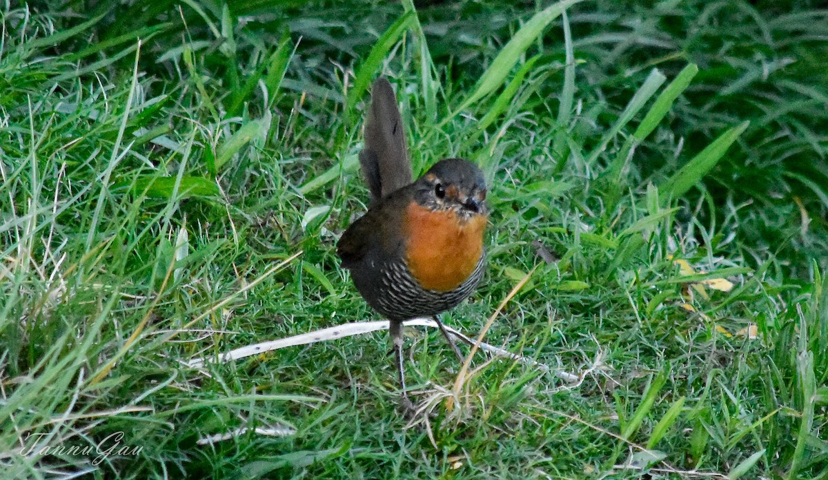 Chucao Tapaculo - ML621853490