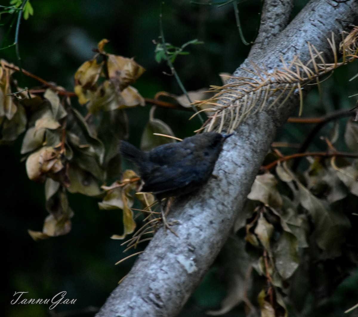 Magellanic Tapaculo - Tania Gauna