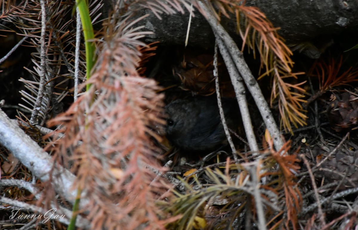 Magellanic Tapaculo - ML621853505