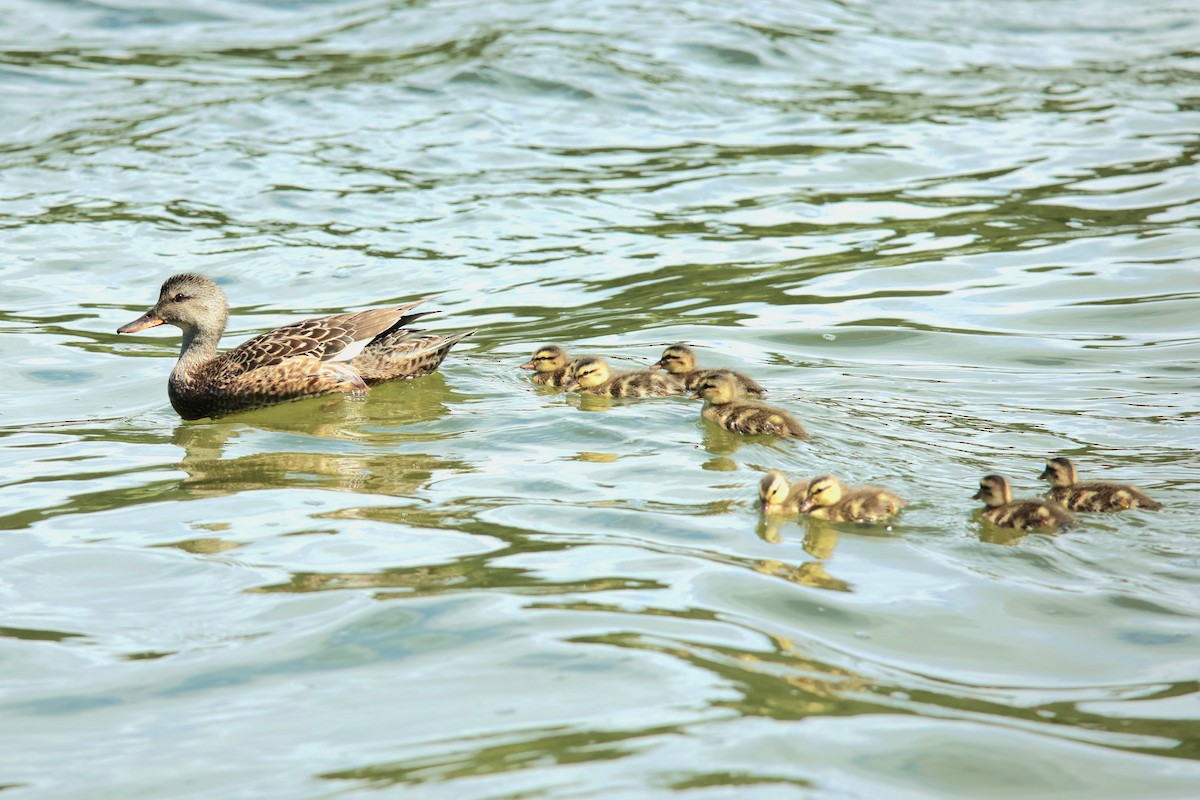 Gadwall - ML621853507