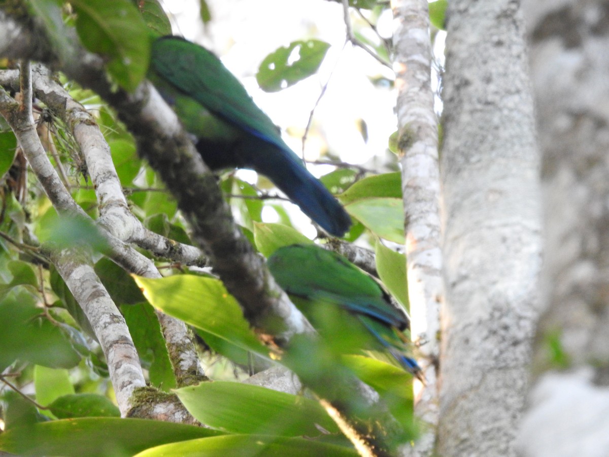 Blue-bellied Parrot - ML621853533