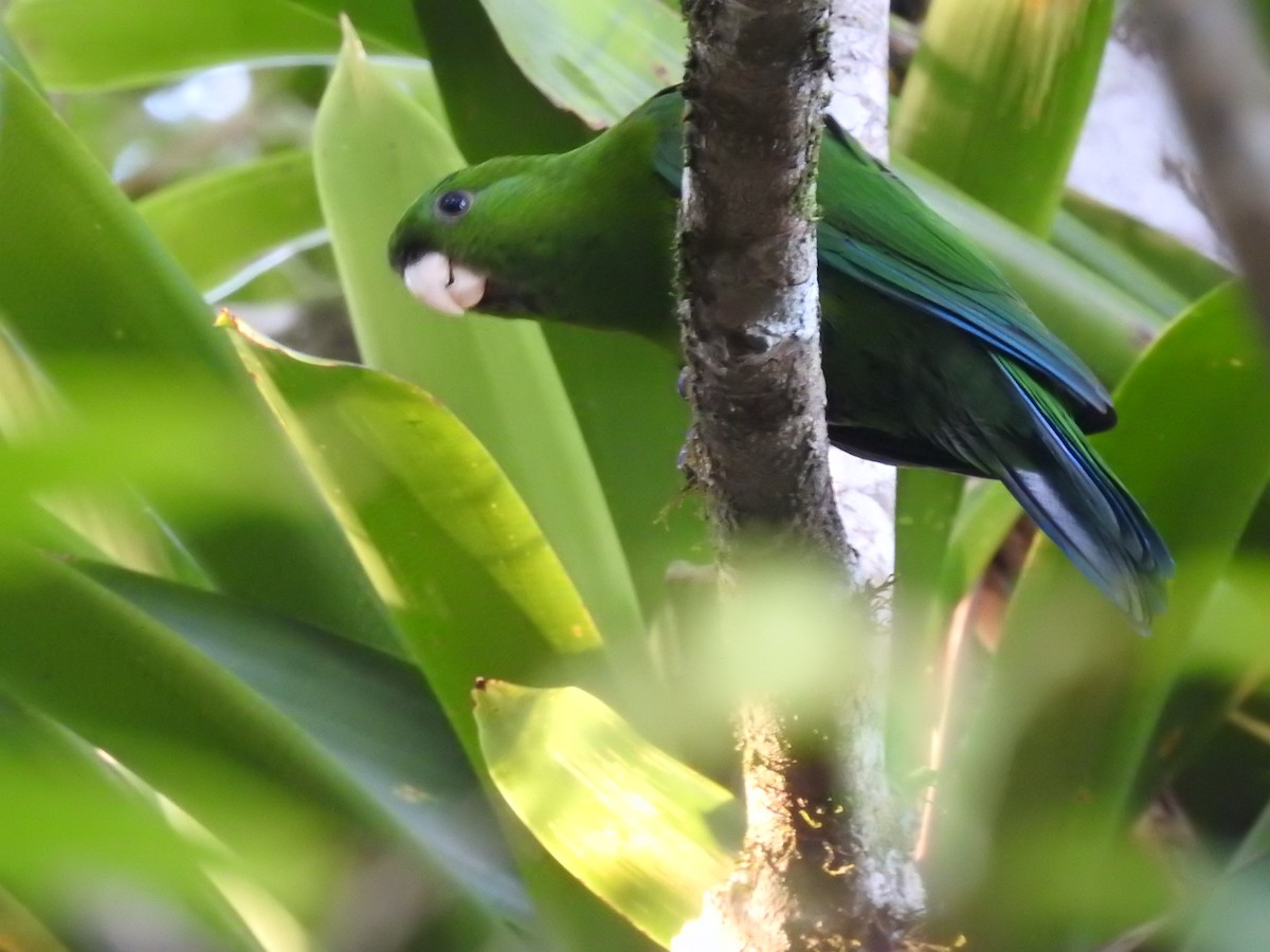 Blue-bellied Parrot - ML621853536