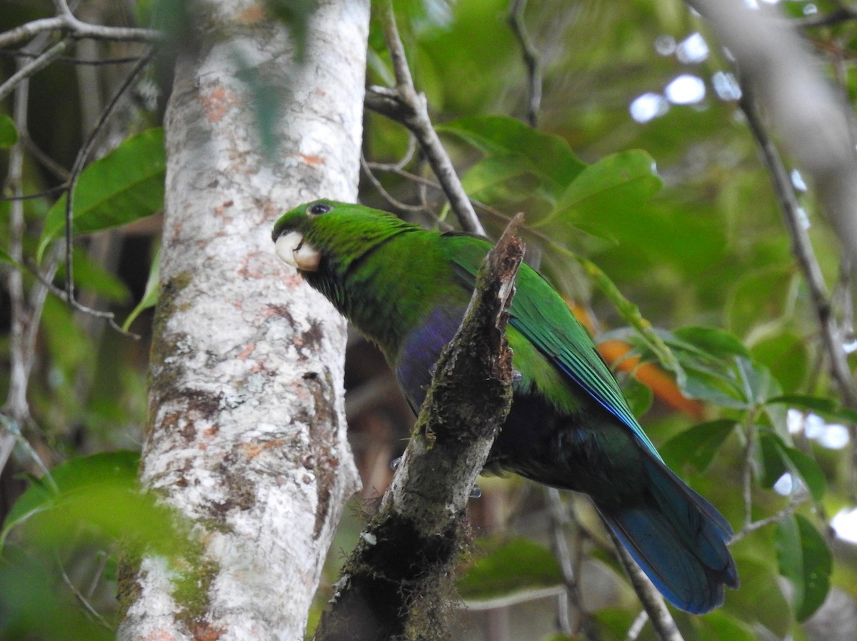 Blue-bellied Parrot - ML621853590