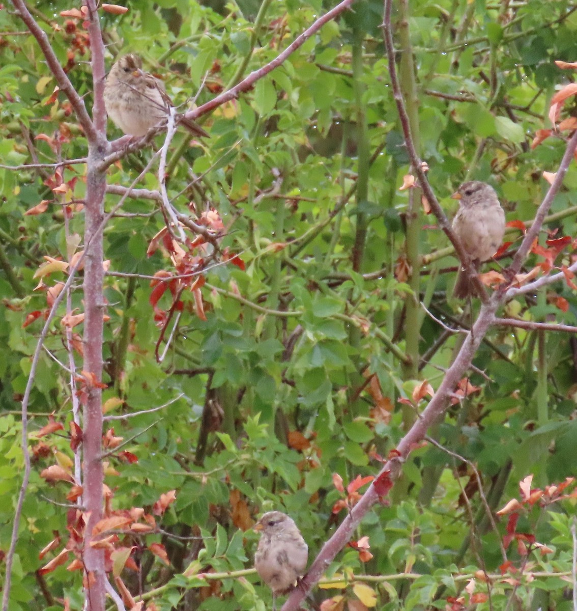 White-crowned Sparrow - ML621853603