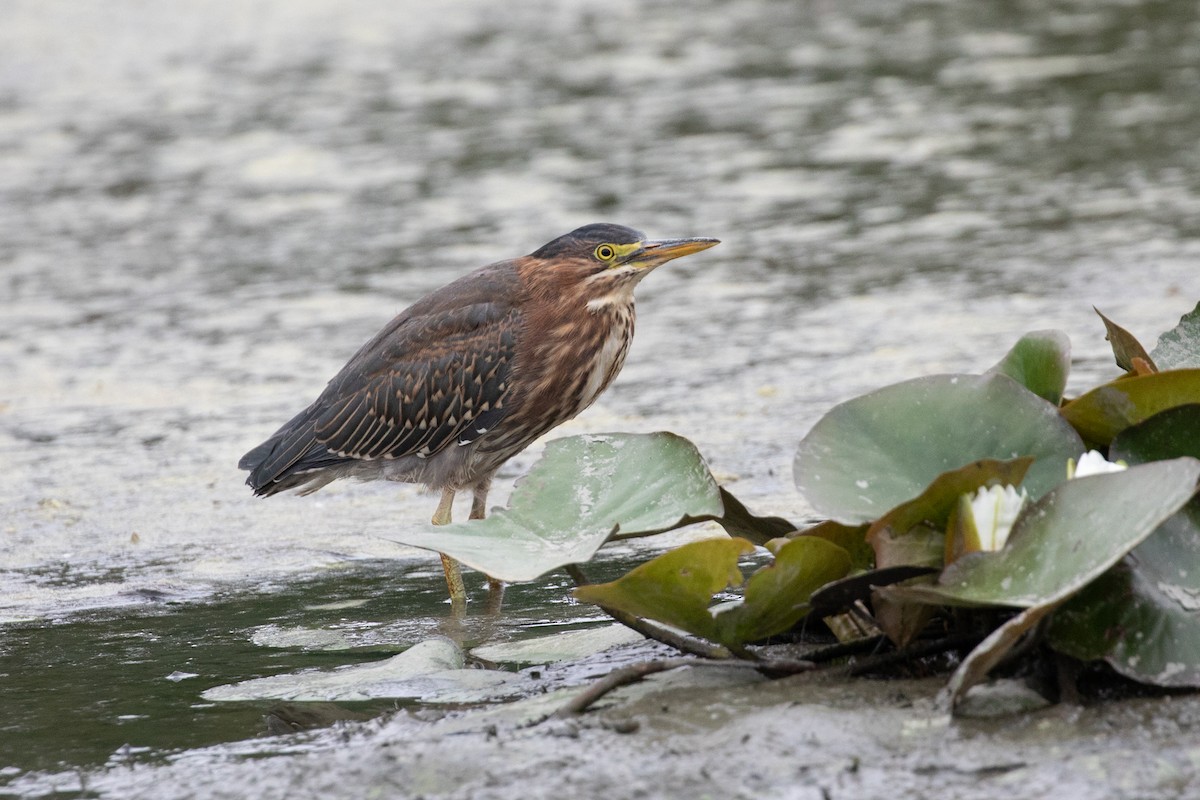 Green Heron - ML621853605