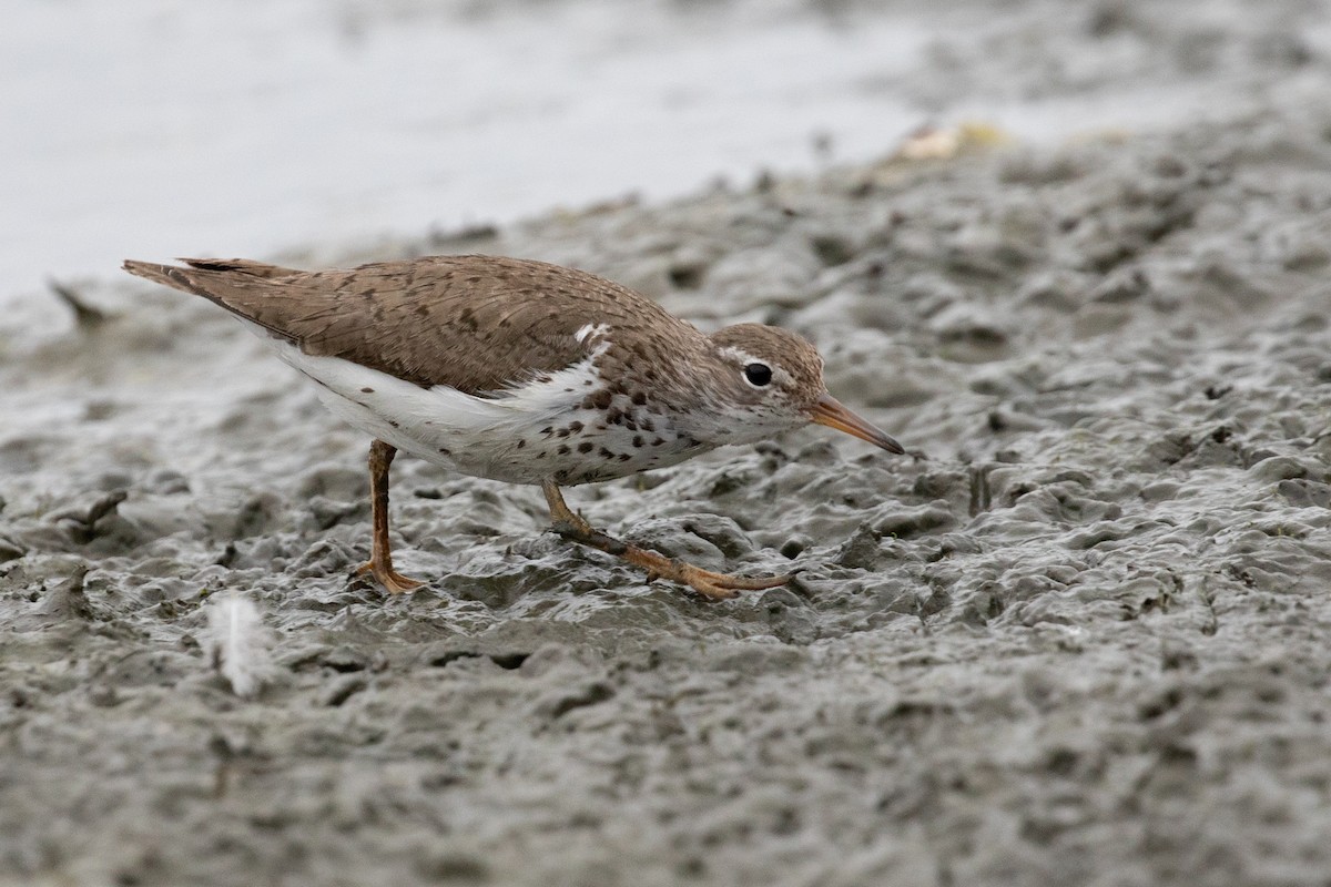 Spotted Sandpiper - ML621853628