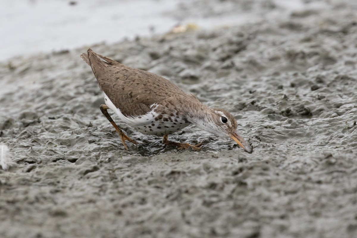 Spotted Sandpiper - ML621853629