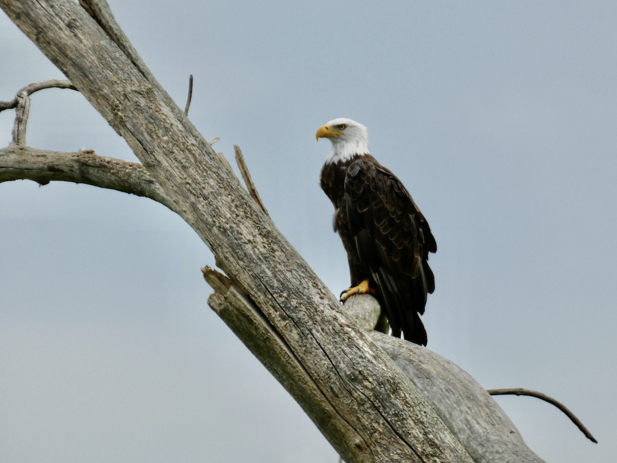 Bald Eagle - ML621853654