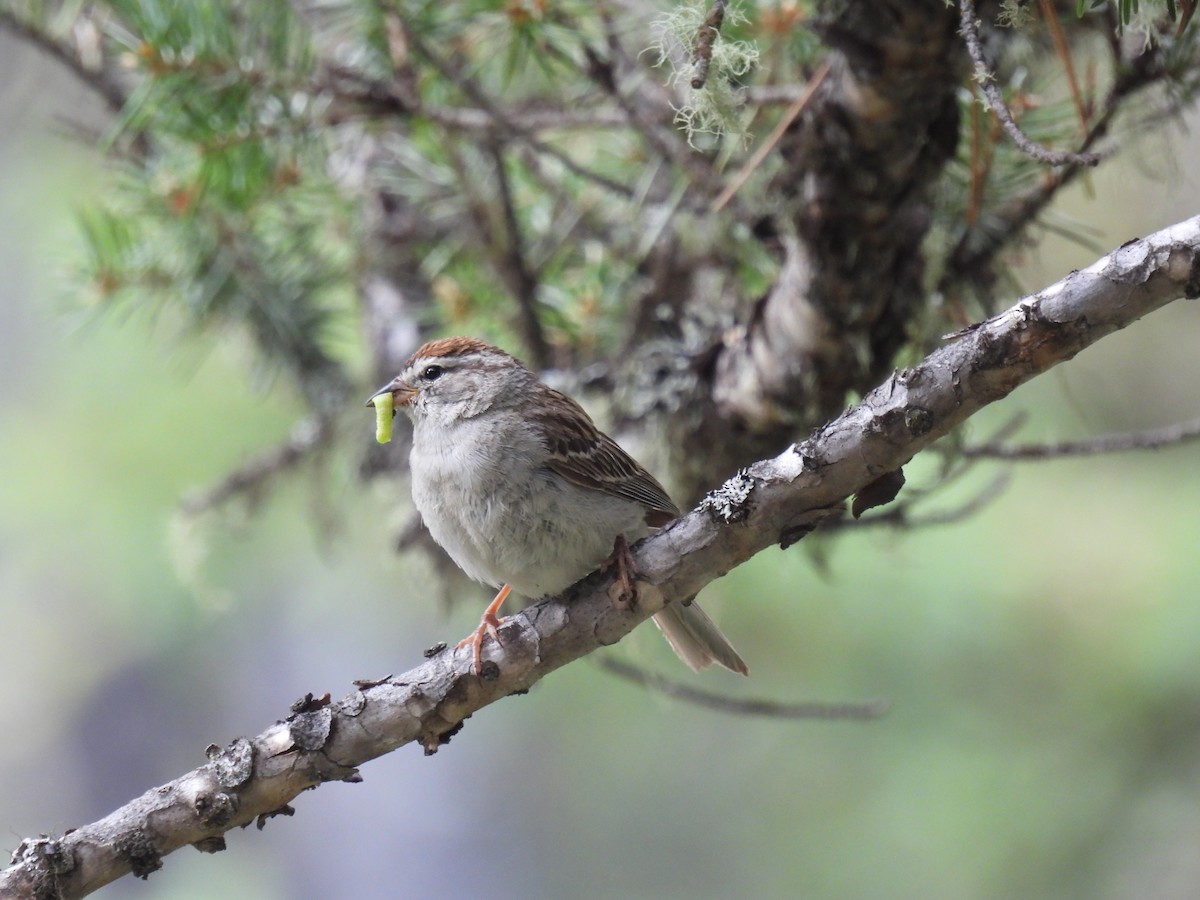 Chipping Sparrow - ML621853661