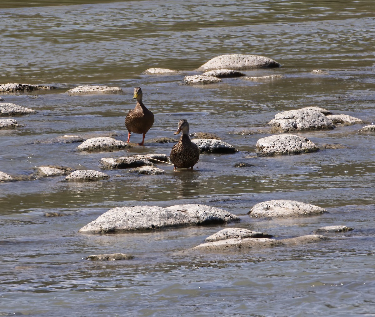 Mexican Duck - ML621853700