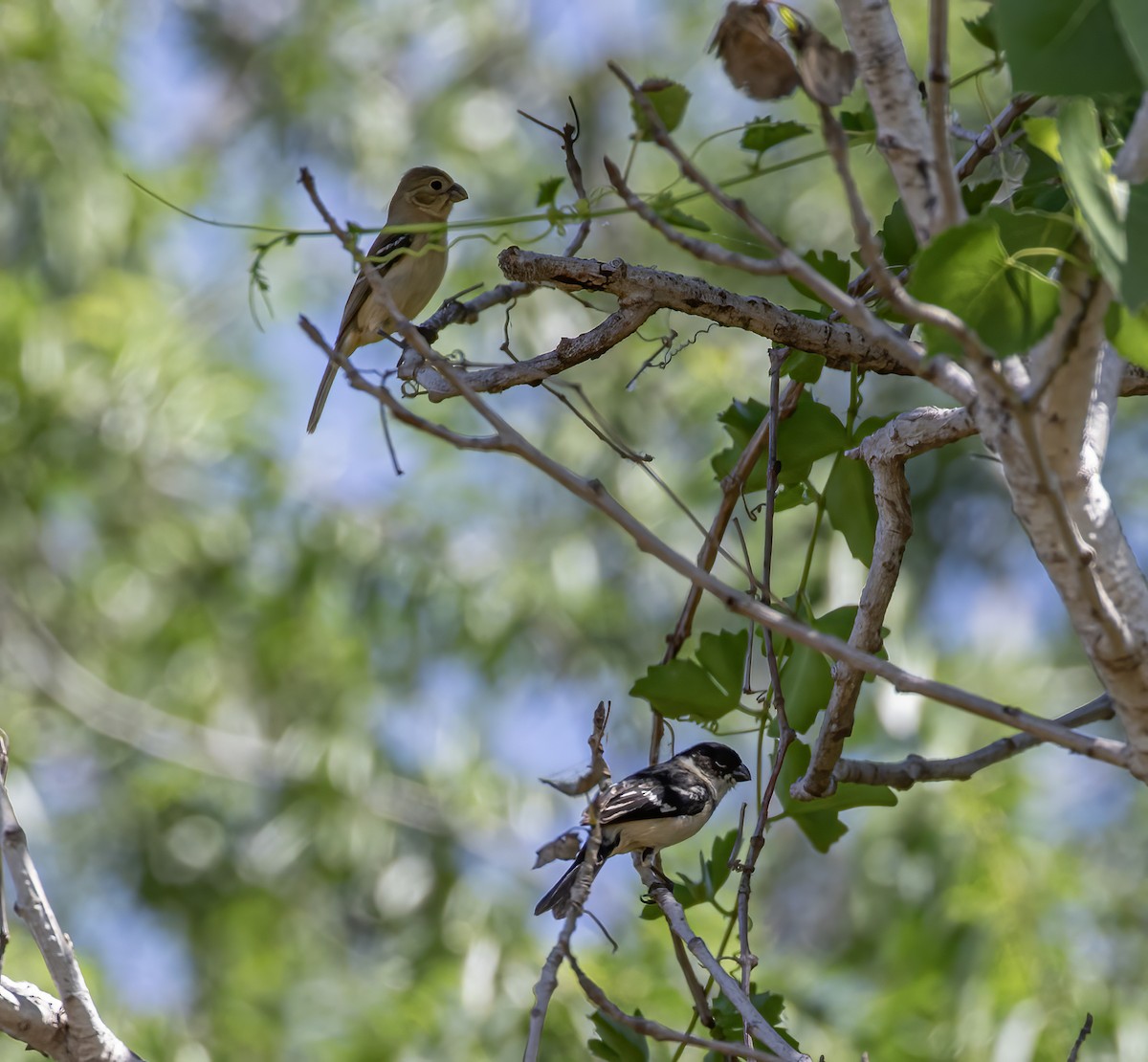 Morelet's Seedeater - Keith Watson