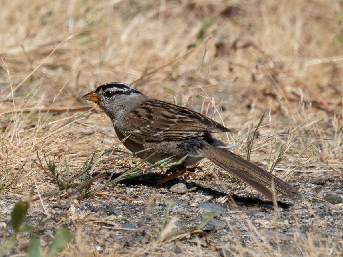 White-crowned Sparrow - ML621853779