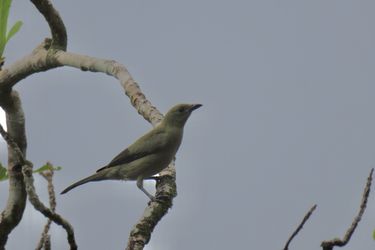 Palm Tanager - ML621853808