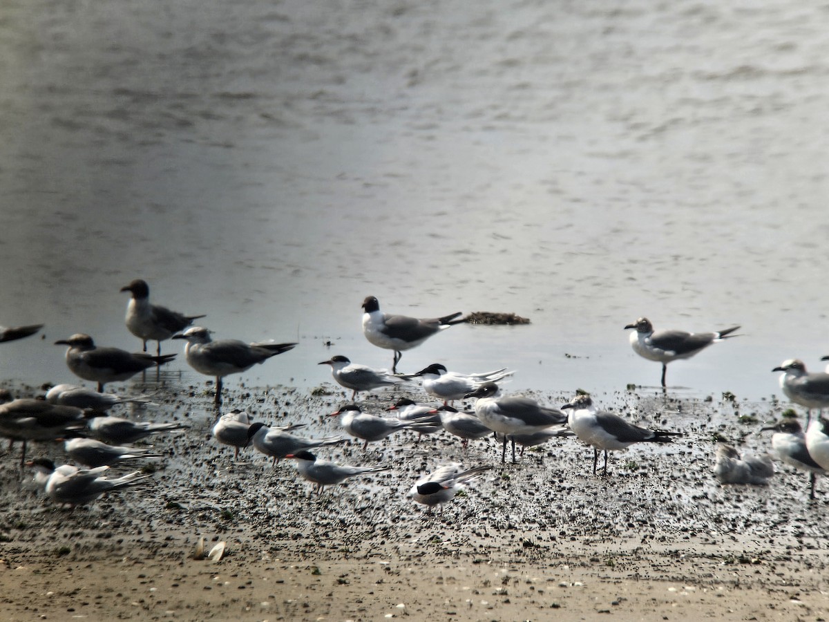 Roseate Tern - ML621853824