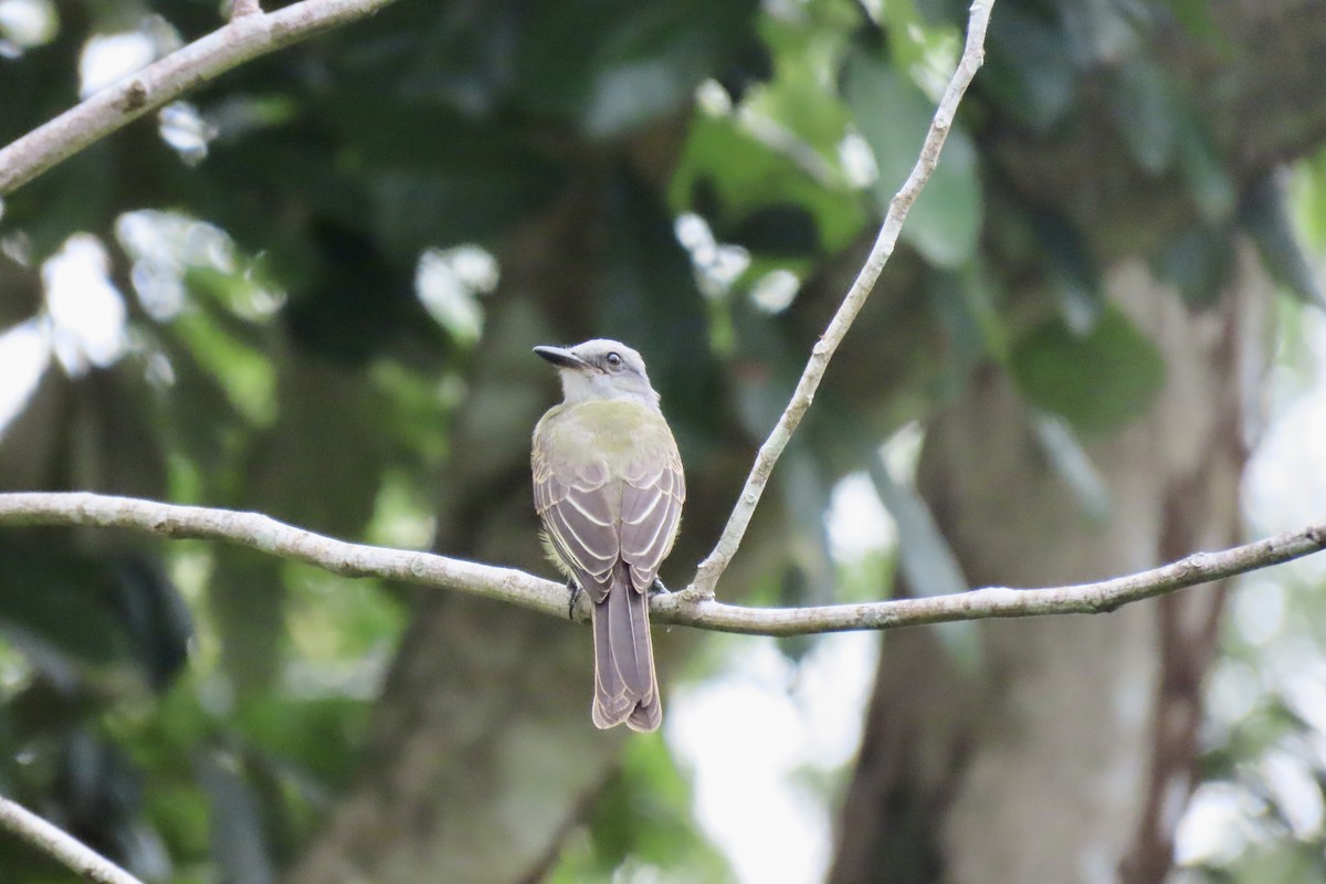 Tropical Kingbird - ML621853828