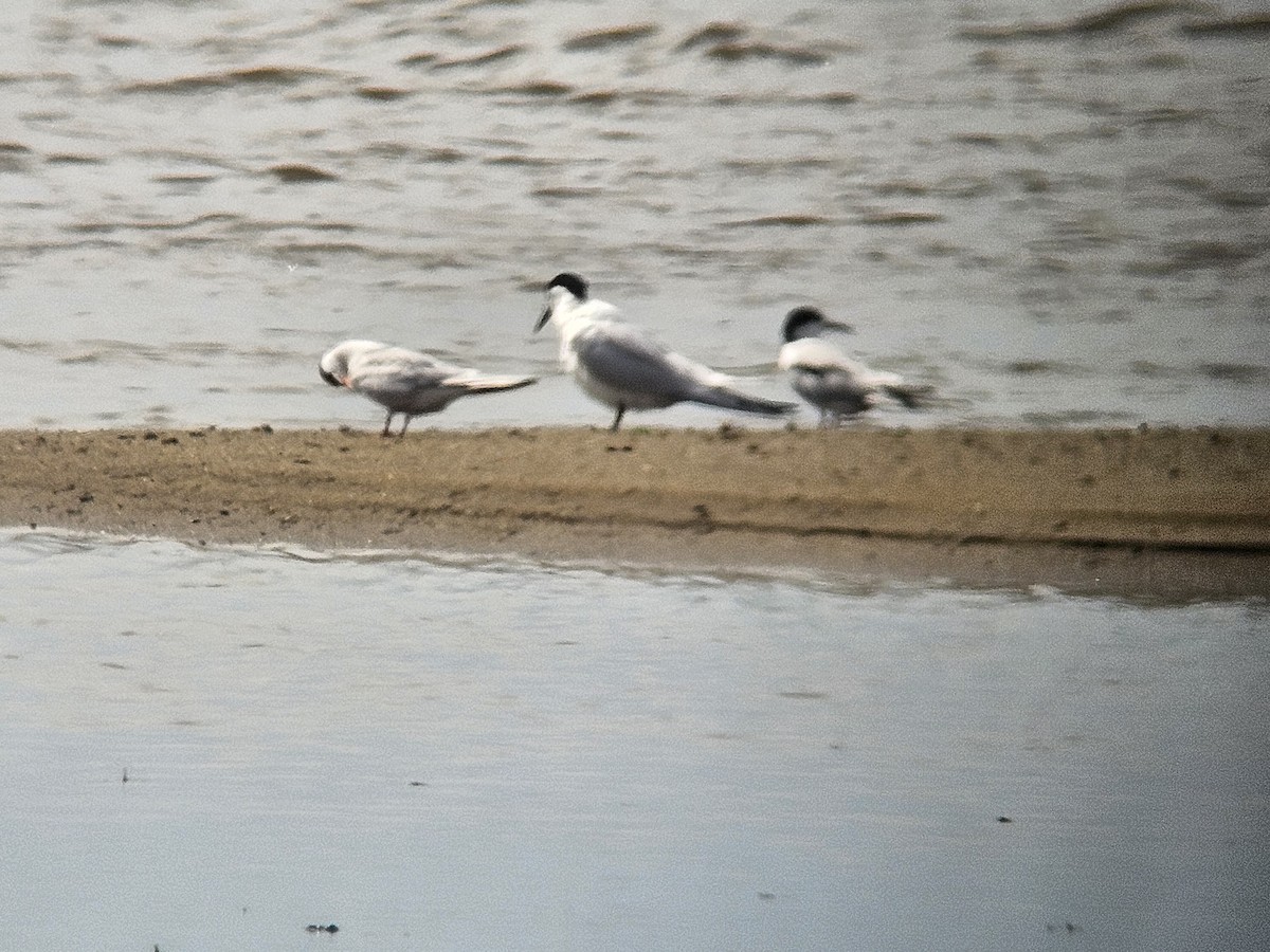 Sandwich Tern - Ray Duffy