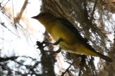 Western Tanager - Jeff Oaks