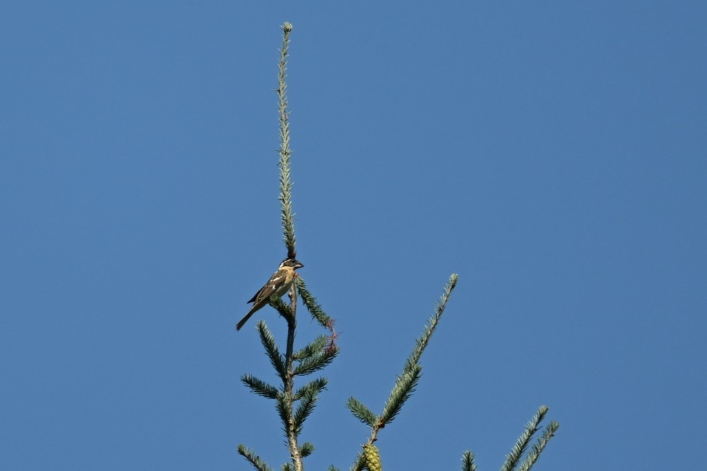 Black-headed Grosbeak - ML621853886