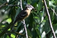 Black-headed Grosbeak - ML621853887