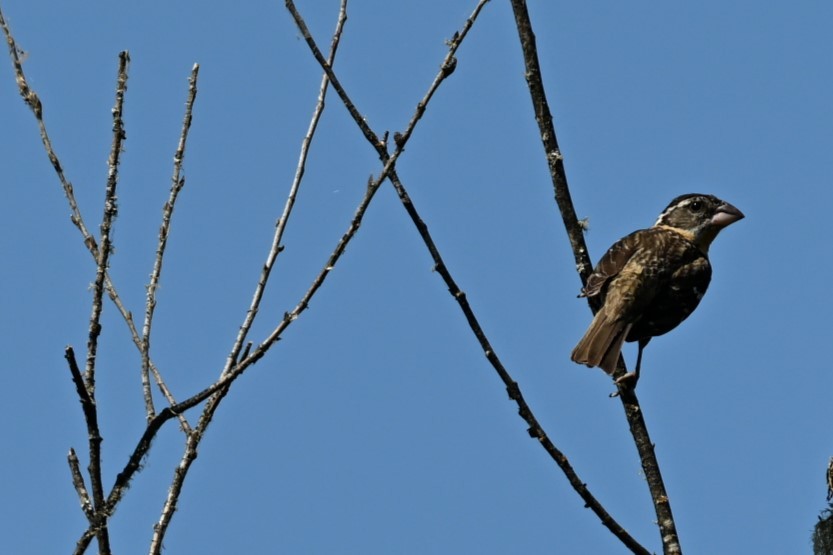 Black-headed Grosbeak - ML621853888