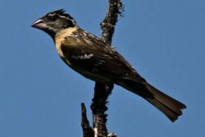 Black-headed Grosbeak - ML621853889