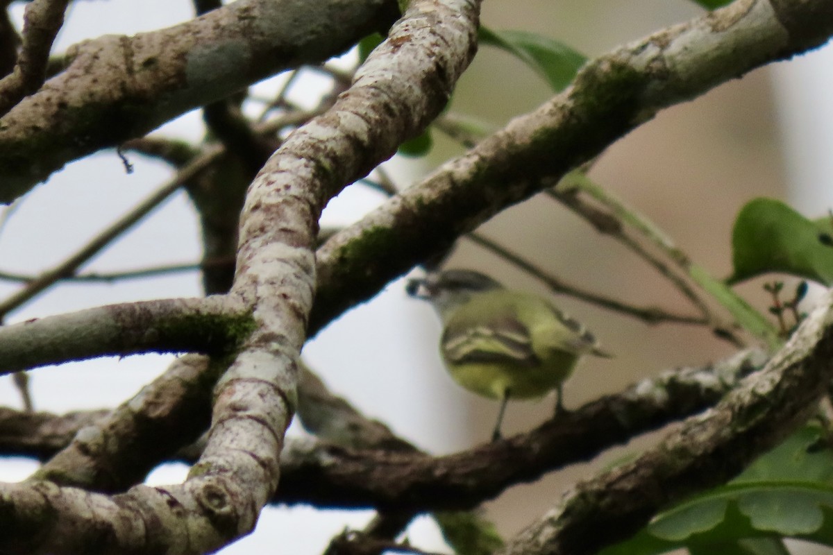 Yellow-crowned Tyrannulet - ML621853922