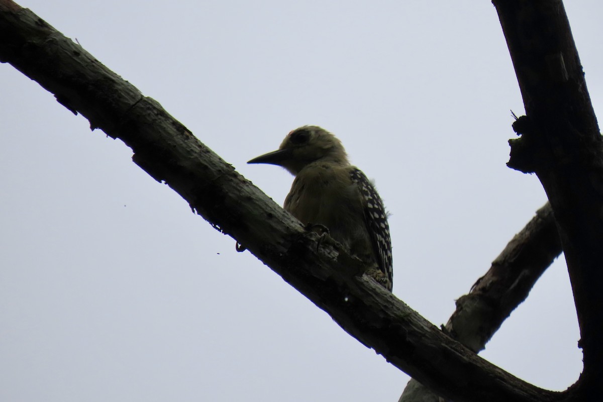 Red-crowned Woodpecker - ML621853944