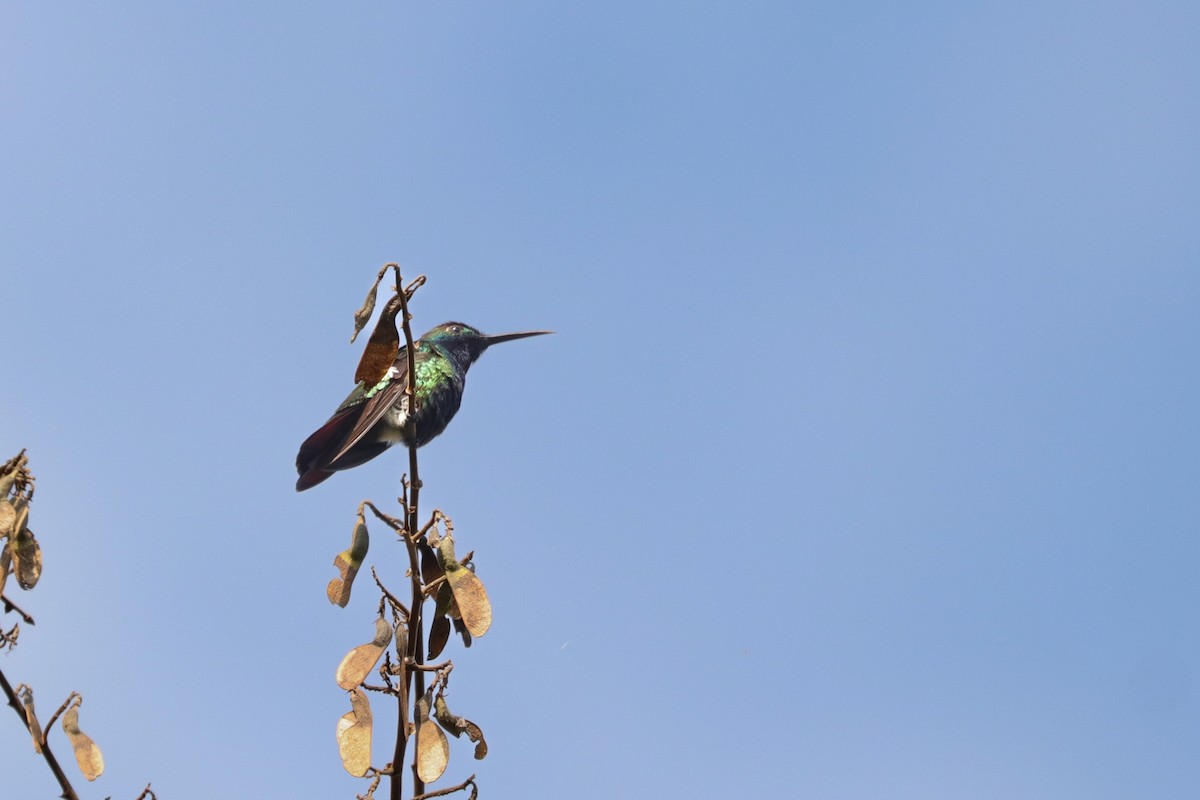 Lesser Violetear - ML621853989