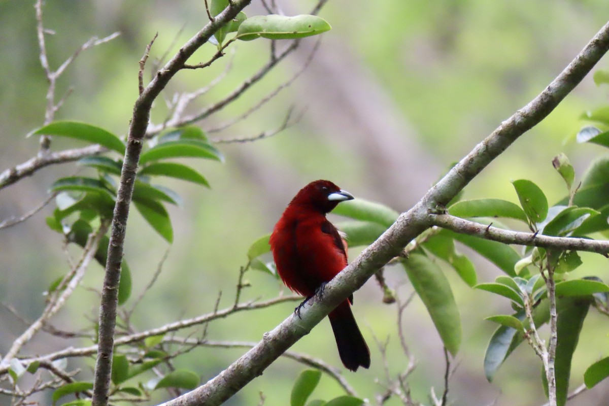 Crimson-backed Tanager - ML621854001