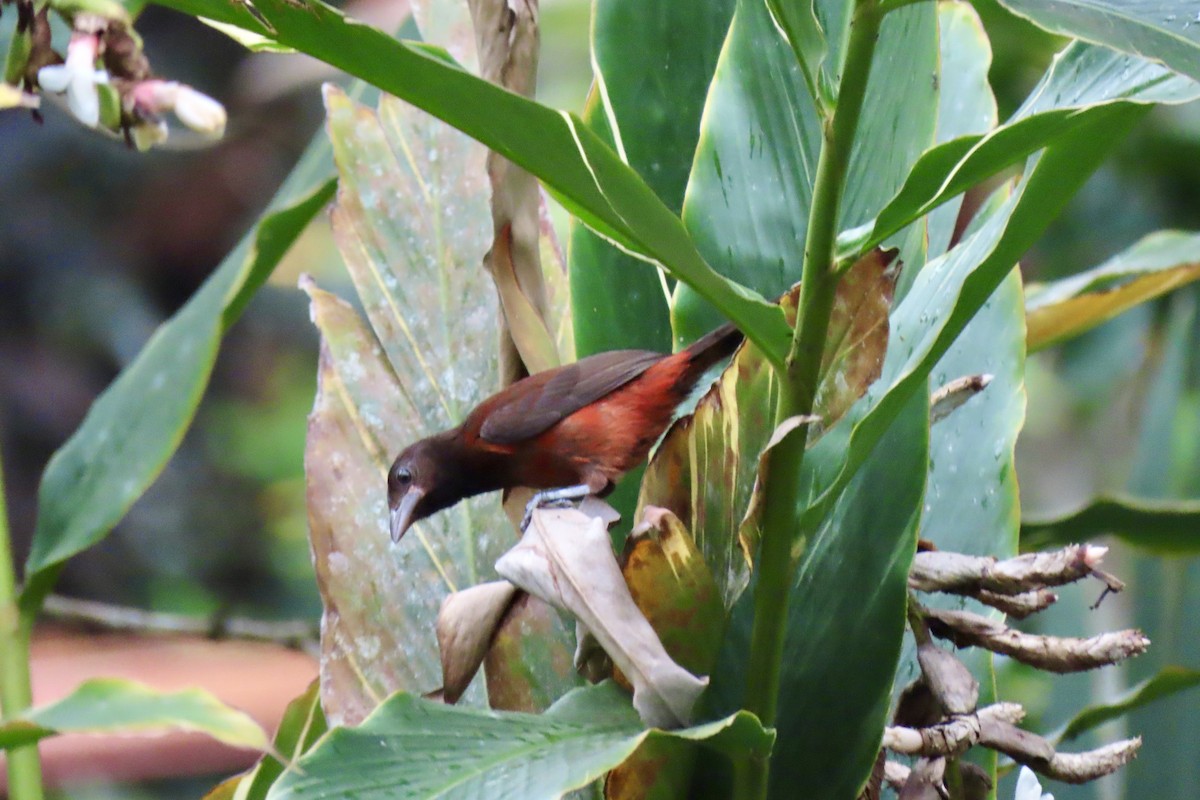 Crimson-backed Tanager - Eric Anderson