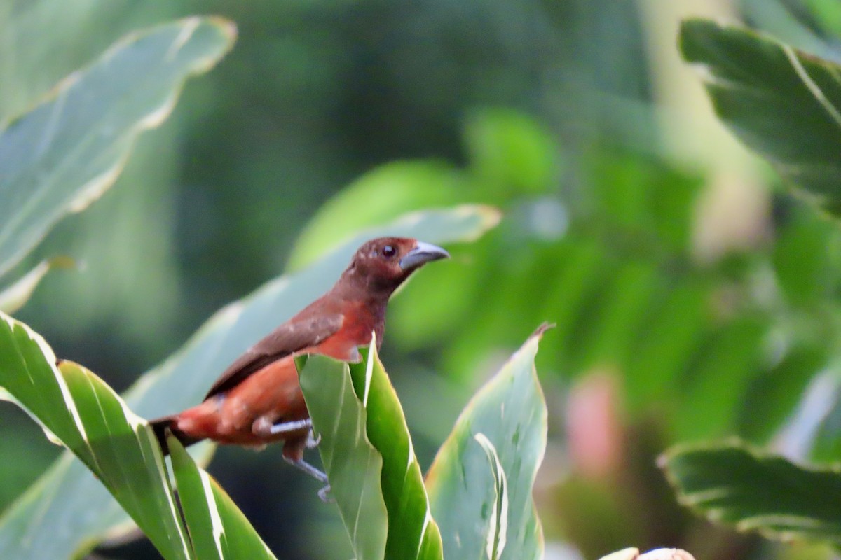 Crimson-backed Tanager - ML621854003