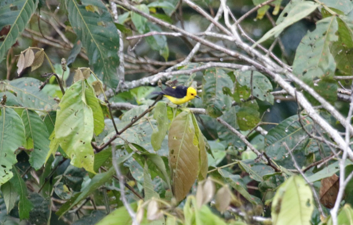 Black-and-yellow Tanager - ML621854017