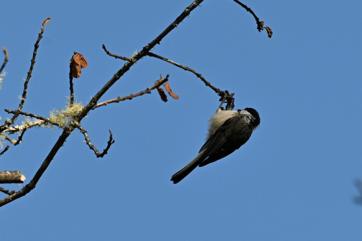 Black-capped Chickadee - ML621854020