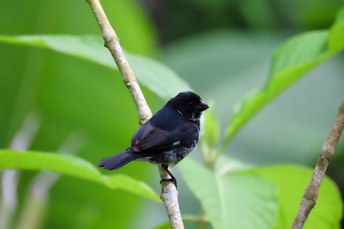 Variable Seedeater - ML621854032