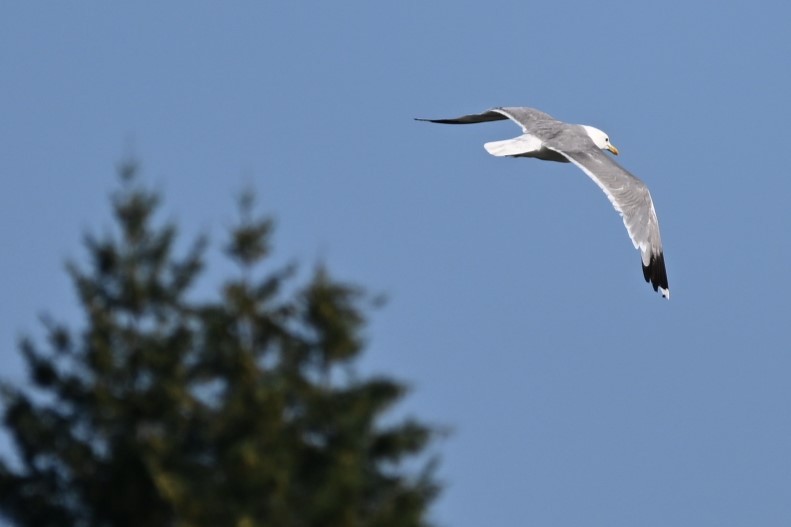 gull sp. - ML621854070