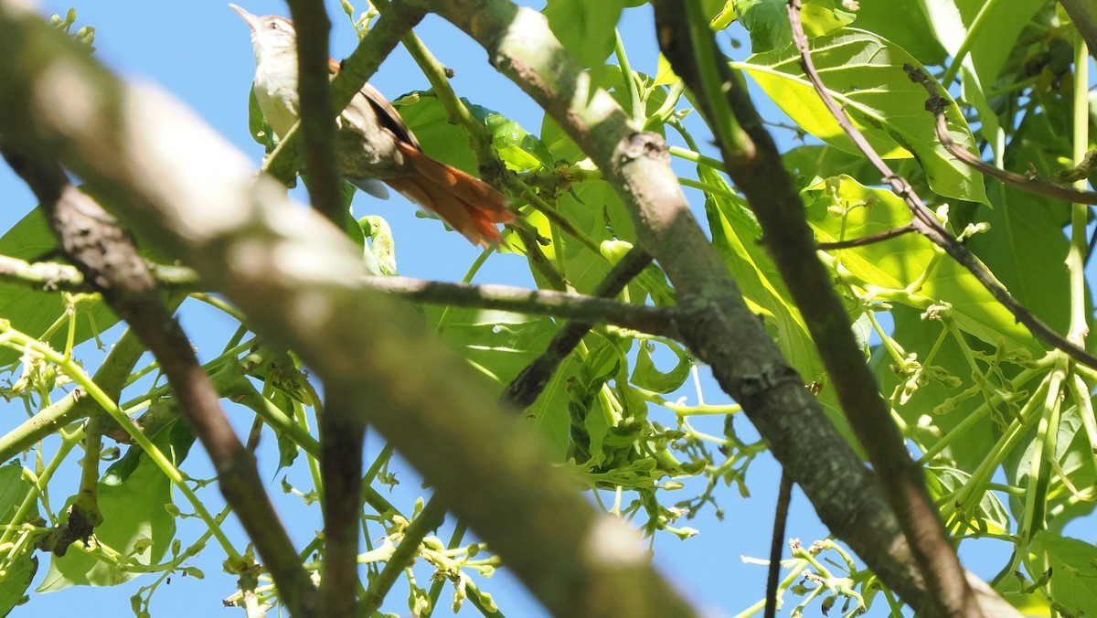 Line-cheeked Spinetail (Baron's) - Mike Grant