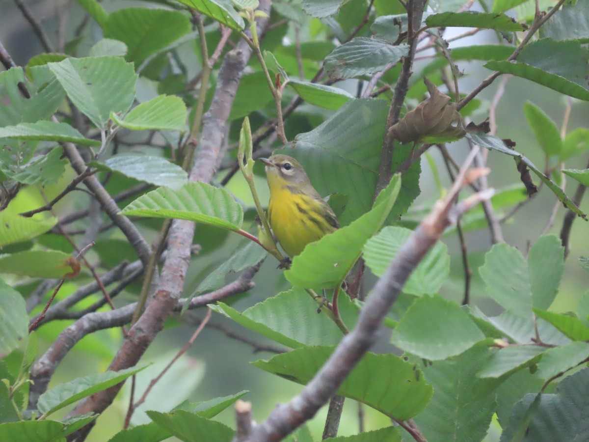 Prairie Warbler - ML621854178