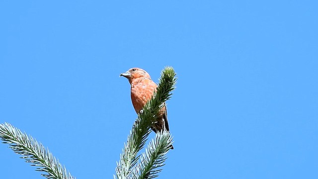 Red Crossbill (Ponderosa Pine or type 2) - ML621854181