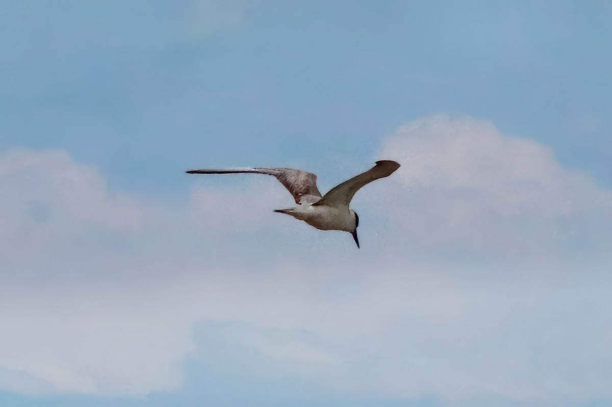 Whiskered Tern - ML621854189