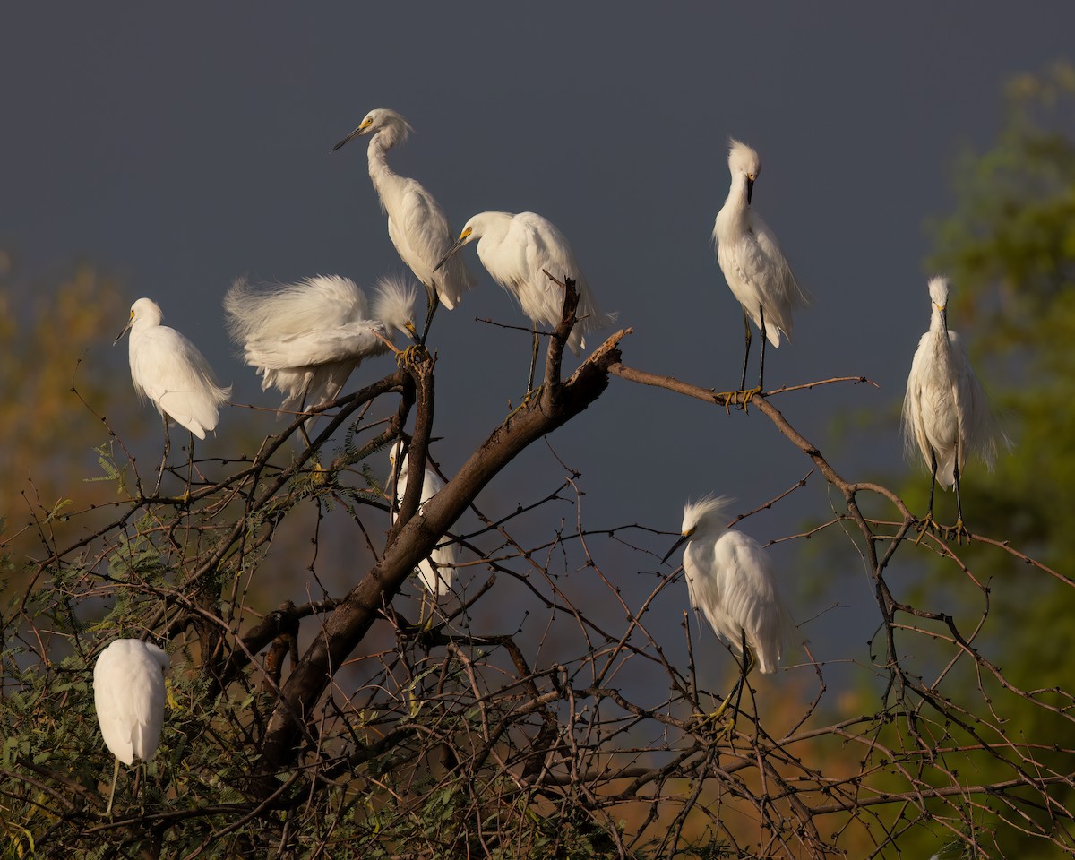 Snowy Egret - ML621854240