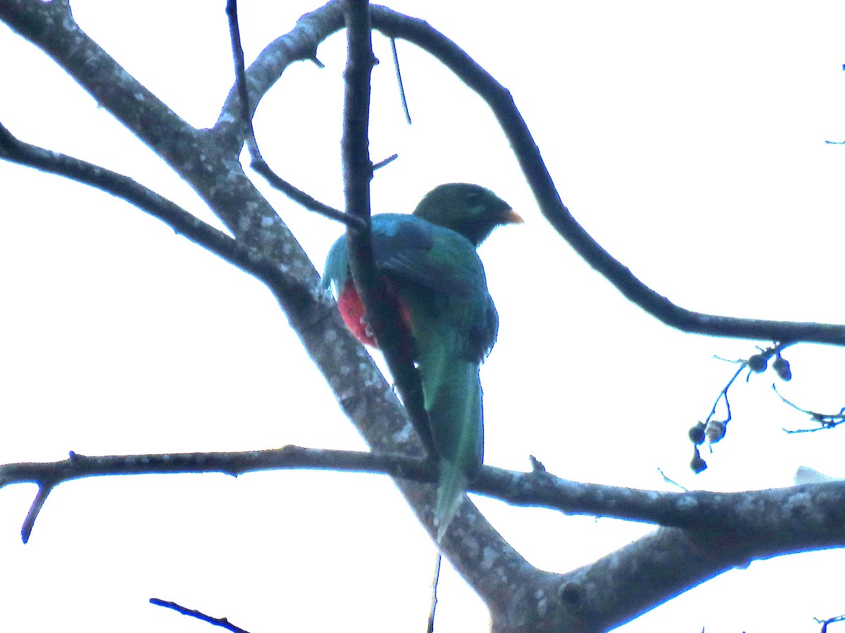 White-tipped Quetzal - ML621854252